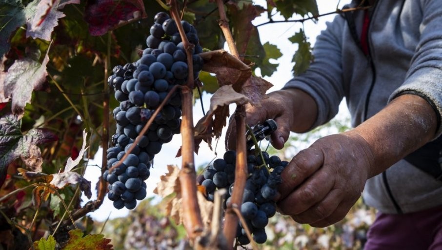 DOURO POD SRPSKIM OKOM: BERBA KAO BOJNO POLJE, A VINO KAO TROFEJ